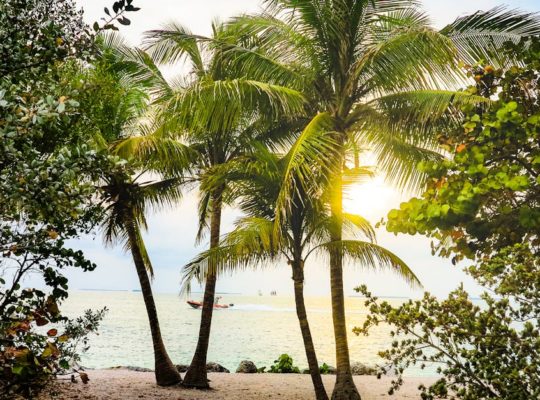 découvrez un monde paradisiaque où la beauté naturelle sublime chaque instant. plongez dans des paysages enchanteurs, des plages de sable blanc et des eaux turquoise. laissez-vous emporter par la sérénité et l'émerveillement d'un véritable havre de paix.