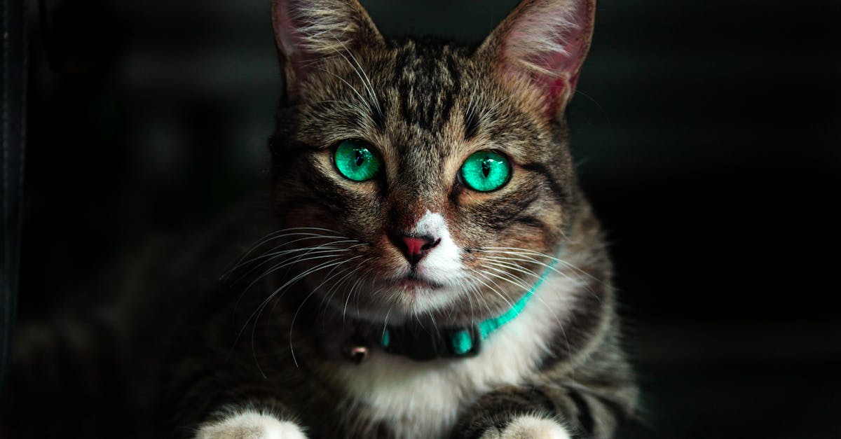 découvrez notre sélection de colliers pour chats, alliant style et confort. offrez à votre félin un accessoire tendance tout en garantissant sa sécurité grâce à nos colliers personnalisables et résistants. parfait pour les promenades et l'identification de votre compagnon à quatre pattes.