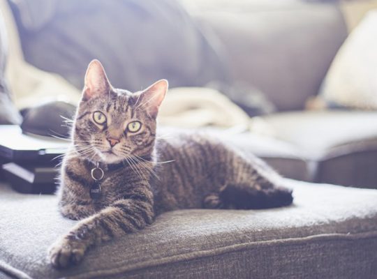 découvrez notre collection de colliers pour chats alliant confort et style. offrez à votre compagnon félin un accessoire élégant et sécuritaire, conçu pour s'adapter à toutes les tailles et personnaliser son look.