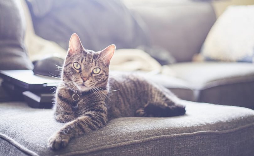 découvrez notre collection de colliers pour chats alliant confort et style. offrez à votre compagnon félin un accessoire élégant et sécuritaire, conçu pour s'adapter à toutes les tailles et personnaliser son look.