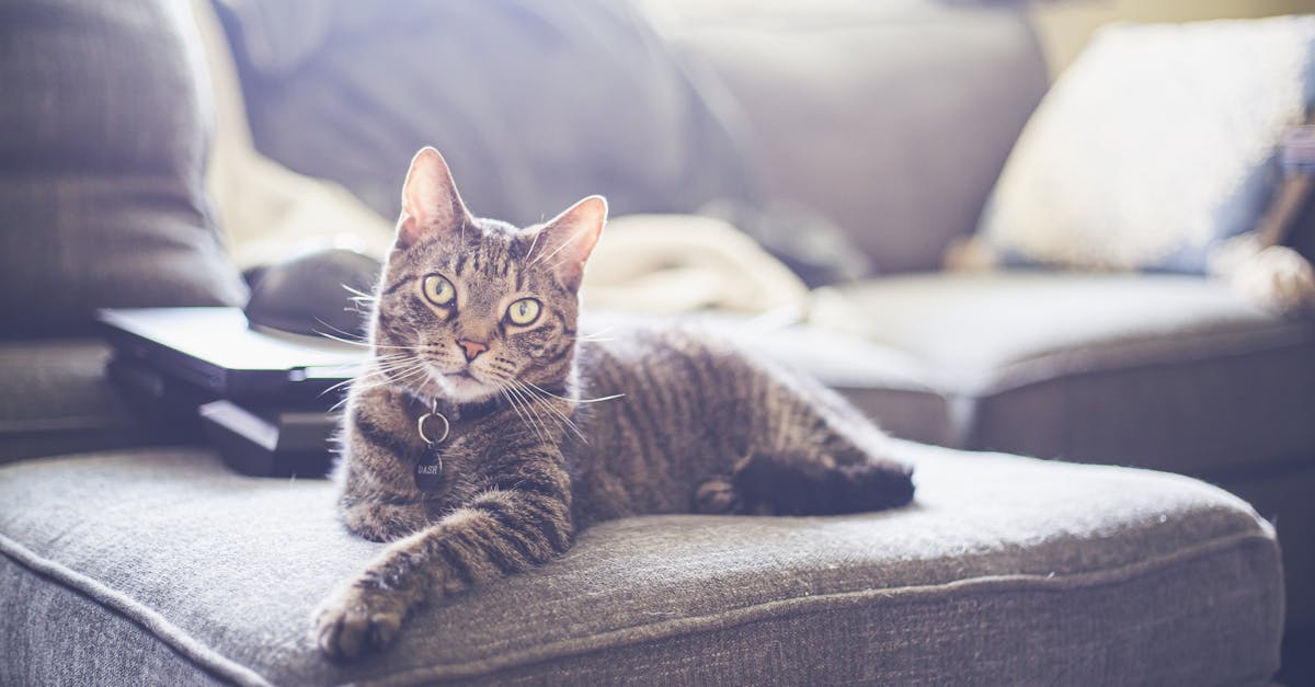 découvrez notre collection de colliers pour chats alliant confort et style. offrez à votre compagnon félin un accessoire élégant et sécuritaire, conçu pour s'adapter à toutes les tailles et personnaliser son look.