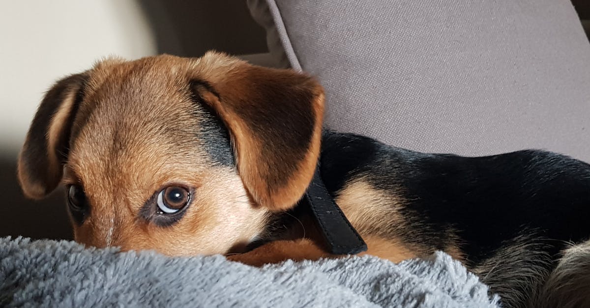 découvrez notre large sélection de collier pour chiens, alliant confort, style et sécurité. trouvez le modèle parfait pour votre compagnon à quatre pattes, avec des options personnalisables et des matériaux de qualité. offrez à votre chien un accessoire à la fois fonctionnel et tendance!