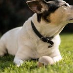 Comment choisir le meilleur collier pour votre chien selon sa taille et ses besoins