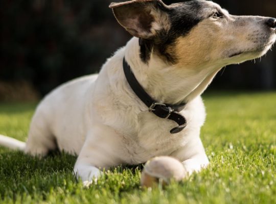 découvrez notre sélection de colliers pour chiens alliant confort et style. offrez à votre fidèle compagnon un accessoire à la fois tendance et résistant, adapté à toutes les tailles et races. parcourez nos designs uniques et trouvez le collier idéal pour votre chien!