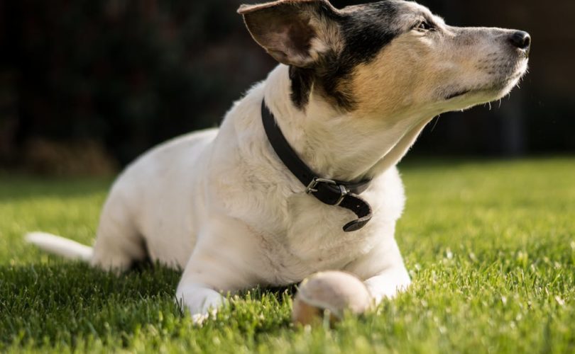 découvrez notre sélection de colliers pour chiens alliant confort et style. offrez à votre fidèle compagnon un accessoire à la fois tendance et résistant, adapté à toutes les tailles et races. parcourez nos designs uniques et trouvez le collier idéal pour votre chien!