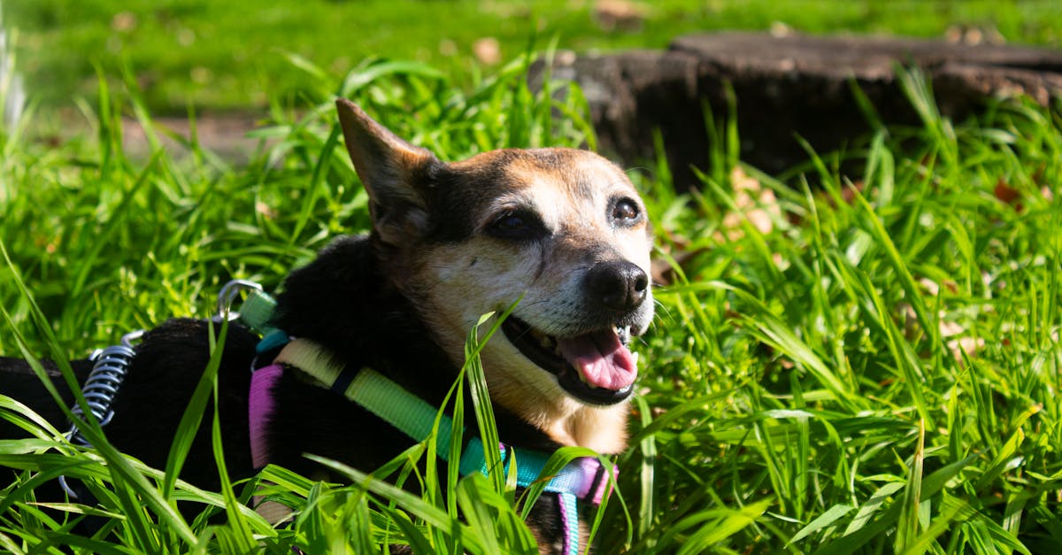 découvrez nos conseils et astuces pour prendre soin de vos animaux de compagnie. santé, alimentation, éducation : tout ce qu’il faut savoir pour le bien-être de votre chien ou chat.