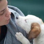 Dernières nouvelles et conseils sur les animaux de compagnie
