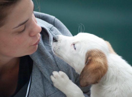 découvrez nos conseils et astuces pour prendre soin de vos animaux de compagnie. améliorez leur bien-être au quotidien grâce à des informations pratiques sur l’alimentation, l’hygiène, la santé et l’éducation de vos petits compagnons.
