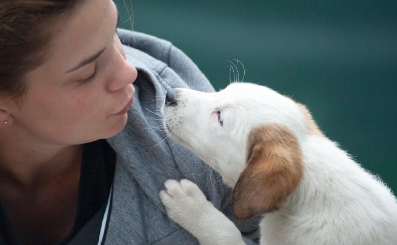 découvrez nos conseils et astuces pour prendre soin de vos animaux de compagnie. améliorez leur bien-être au quotidien grâce à des informations pratiques sur l’alimentation, l’hygiène, la santé et l’éducation de vos petits compagnons.